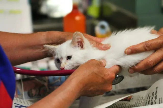 Sağlıklı Bir Kedi Nasıl Olmalıdır?